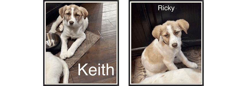 Pet Spotlight: Help Find a Loving Home