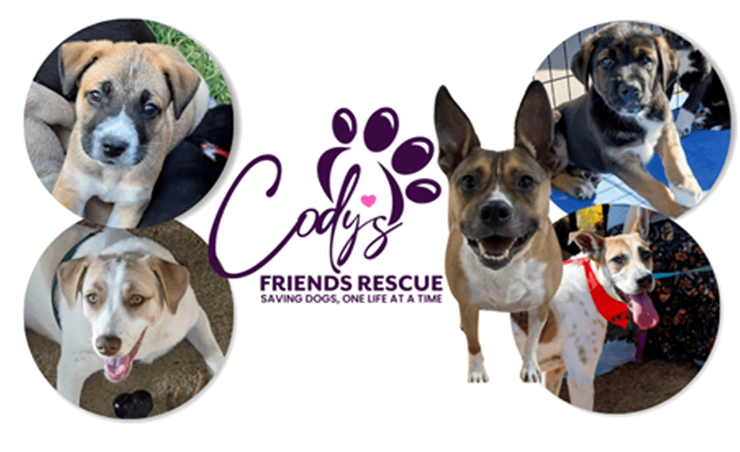 FRIENDS RESCUE SAVING DOGS, ONE LIFE AT A TIME
