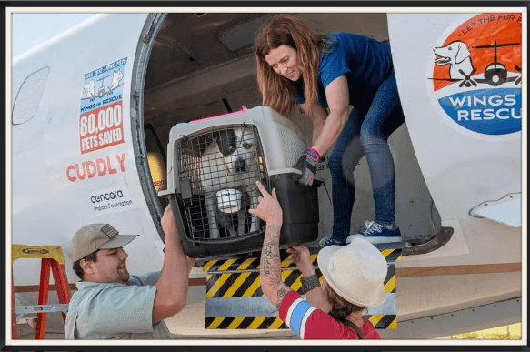 Pet Spotlight: How You Can Help Texas Pets Affected by Flooding