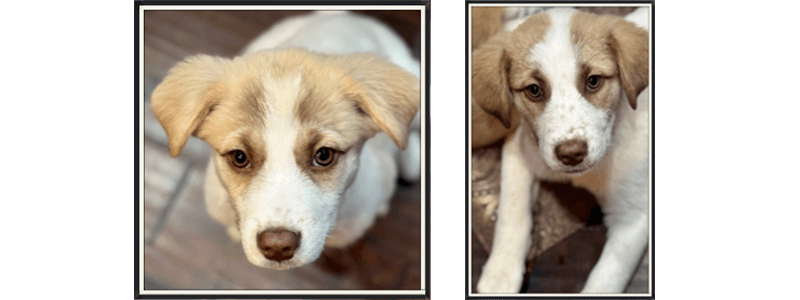 Pet Spotlight