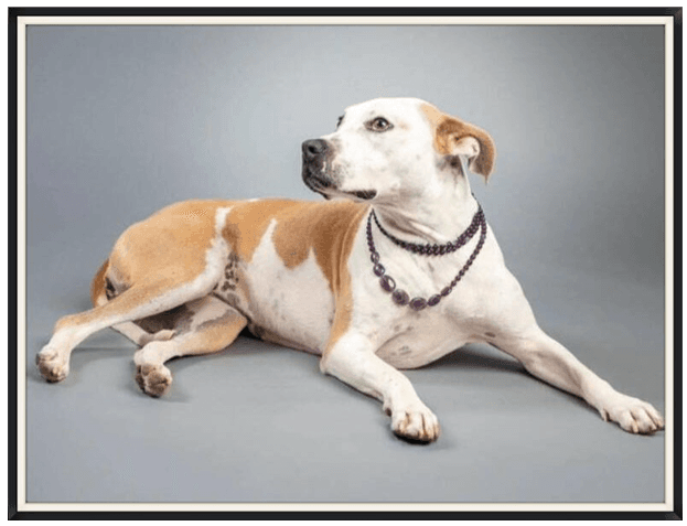 Pet Spotlight: Help Find a Loving Home