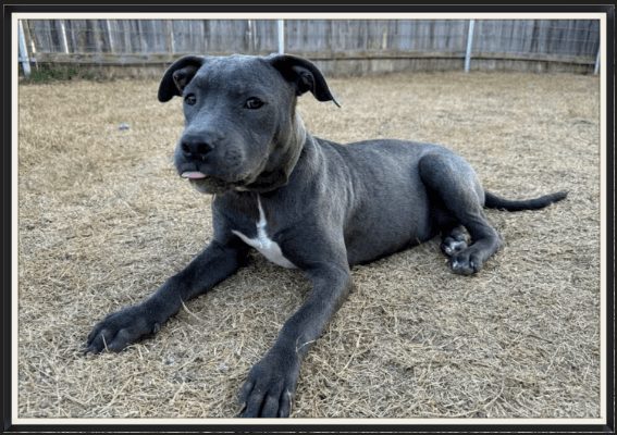 Dog