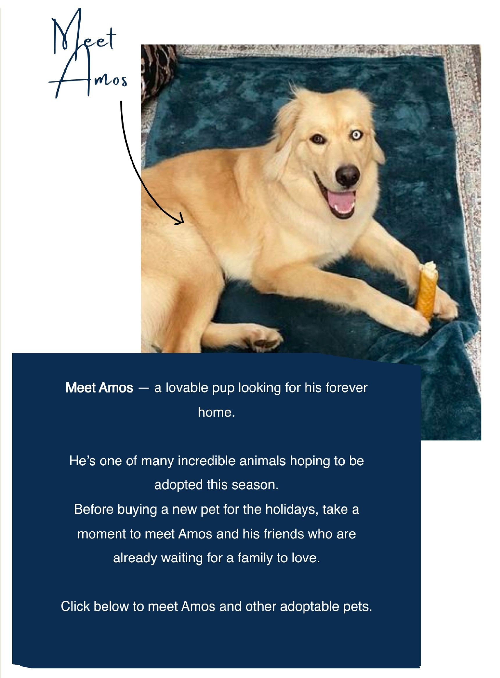 Meet Amos